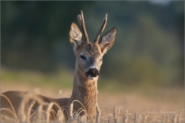 <p>SRNEC OBECNÝ (Capreolus capreolus) Šluknovsko - Jiříkov (European roe deer / Europäisches Reh</p>